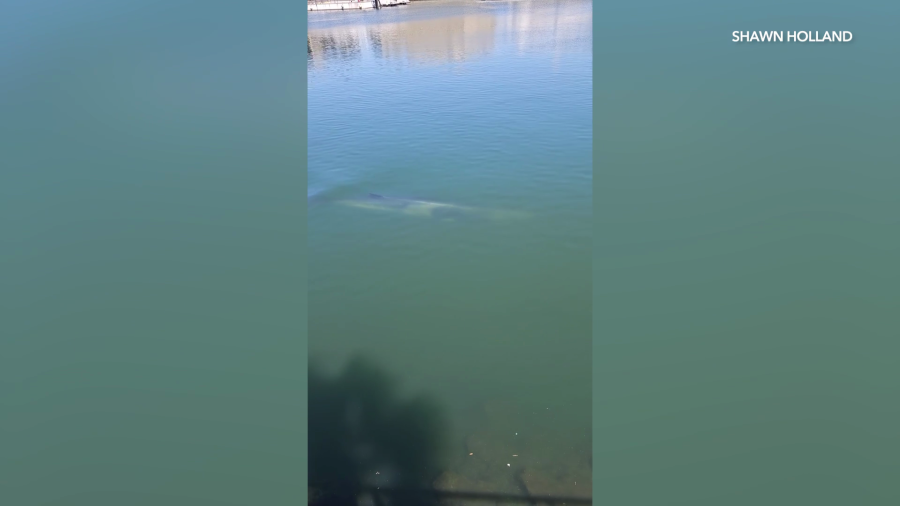 Cell phone video captures a minke whale that appeared to be stuck in a Long Beach Marina on April 3, 2025. (Shawn Holland)