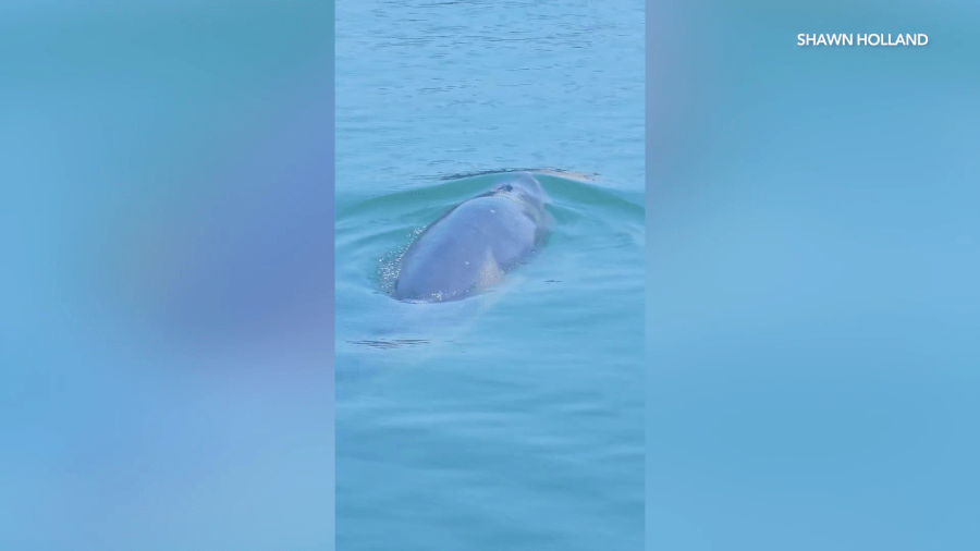 Cell phone video captures a minke whale that appeared to be stuck in a Long Beach Marina on April 3, 2025. (Shawn Holland)