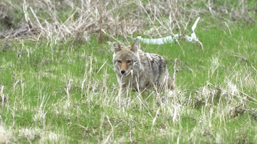 A coyote seen roaming in Southern California. (KTLA)