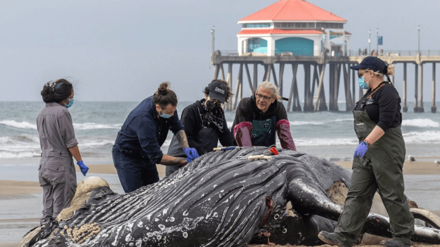 whale domoic acid death