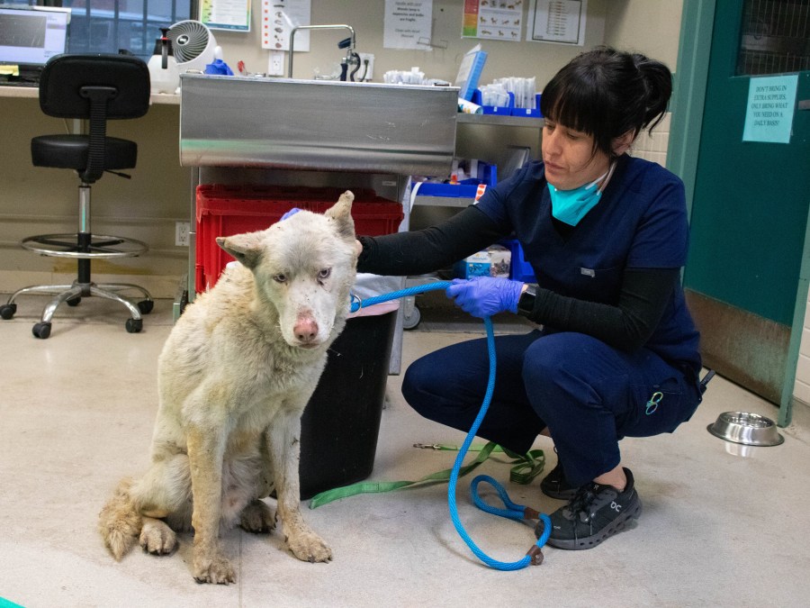 Rescue dog Riley is shown in January 2025 at Pasadena Humane's ICU following the breakout of the Eaton Fire.