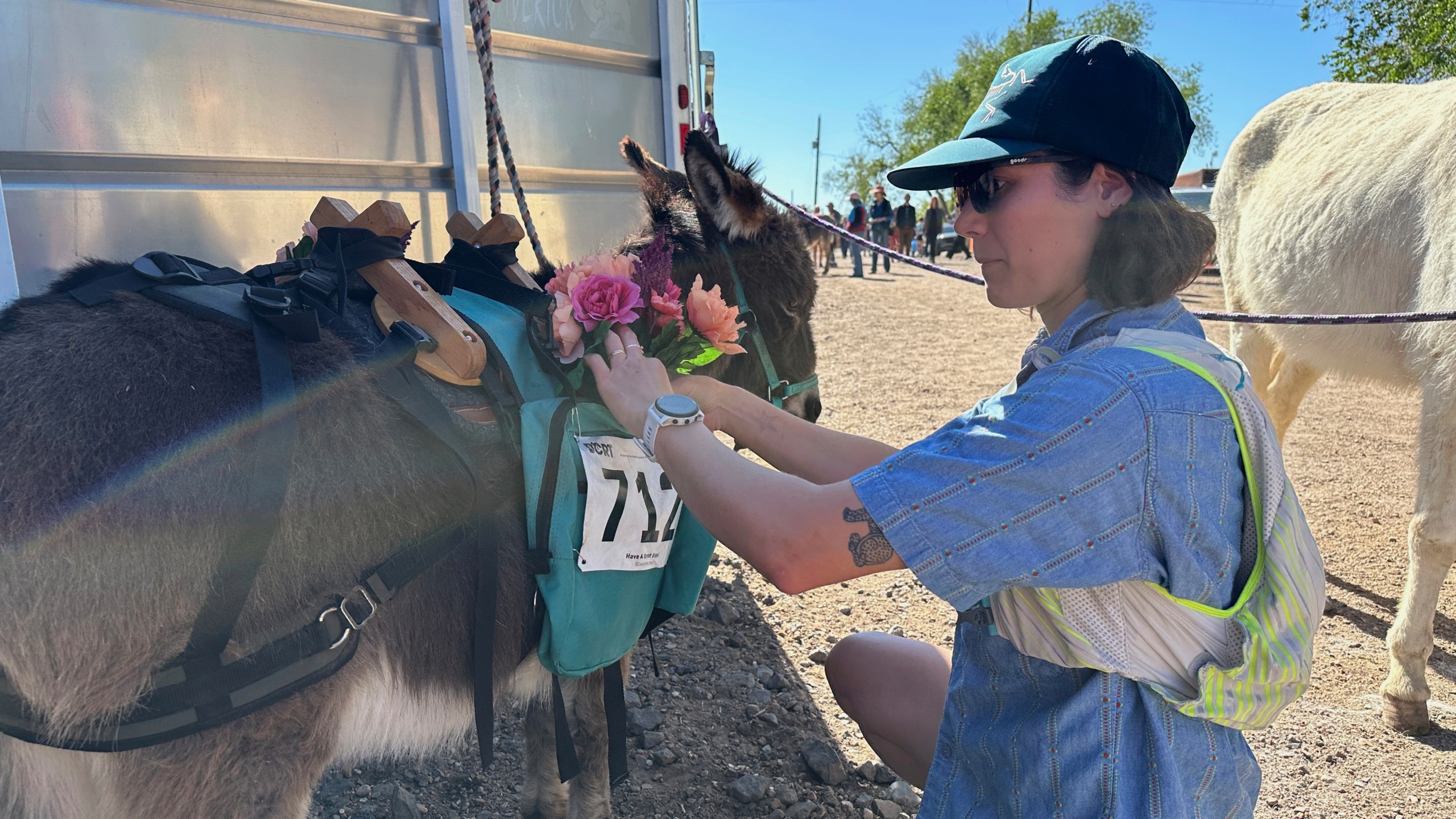 A Pack burro is attended to in Cerrillos, N.M., on Saturday, May 3, 2025. (AP Photo/Morgan Lee)