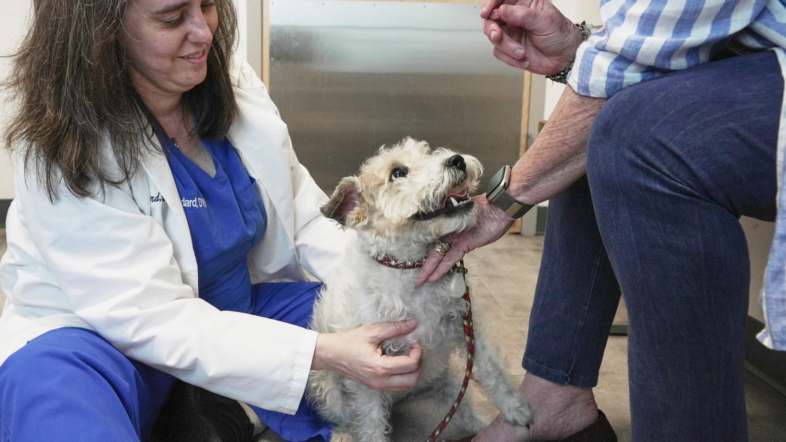 Dr. Karen Woodard check's Gail Friedman's dog, Ms. Roxie, for signs of allergies in Elmhurst, Ill. on May 13, 2025. (AP Photo/Laura Bargfeld)