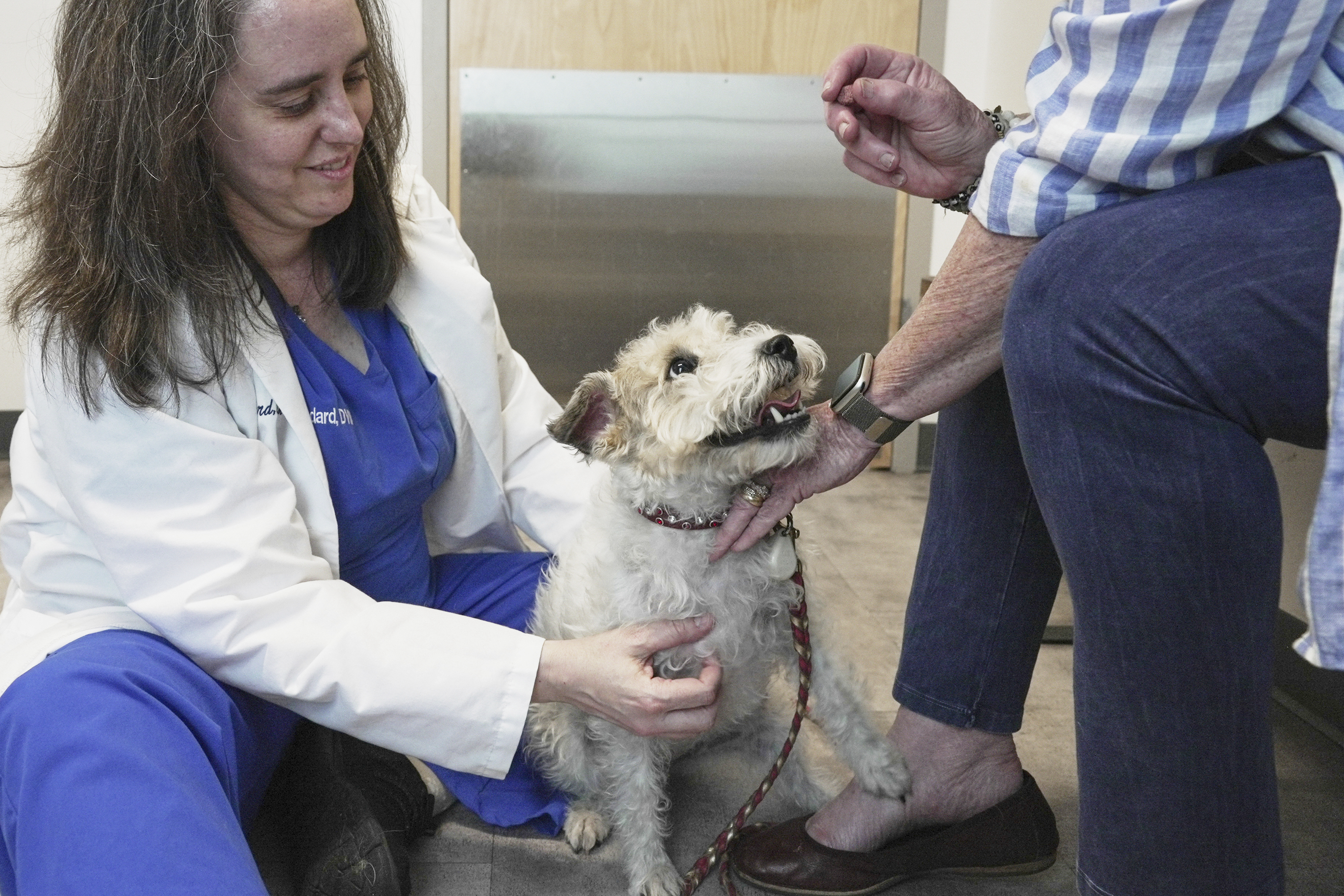 Dr. Karen Woodard check's Gail Friedman's dog, Ms. Roxie, for signs of allergies in Elmhurst, Ill. on May 13, 2025. (AP Photo/Laura Bargfeld)