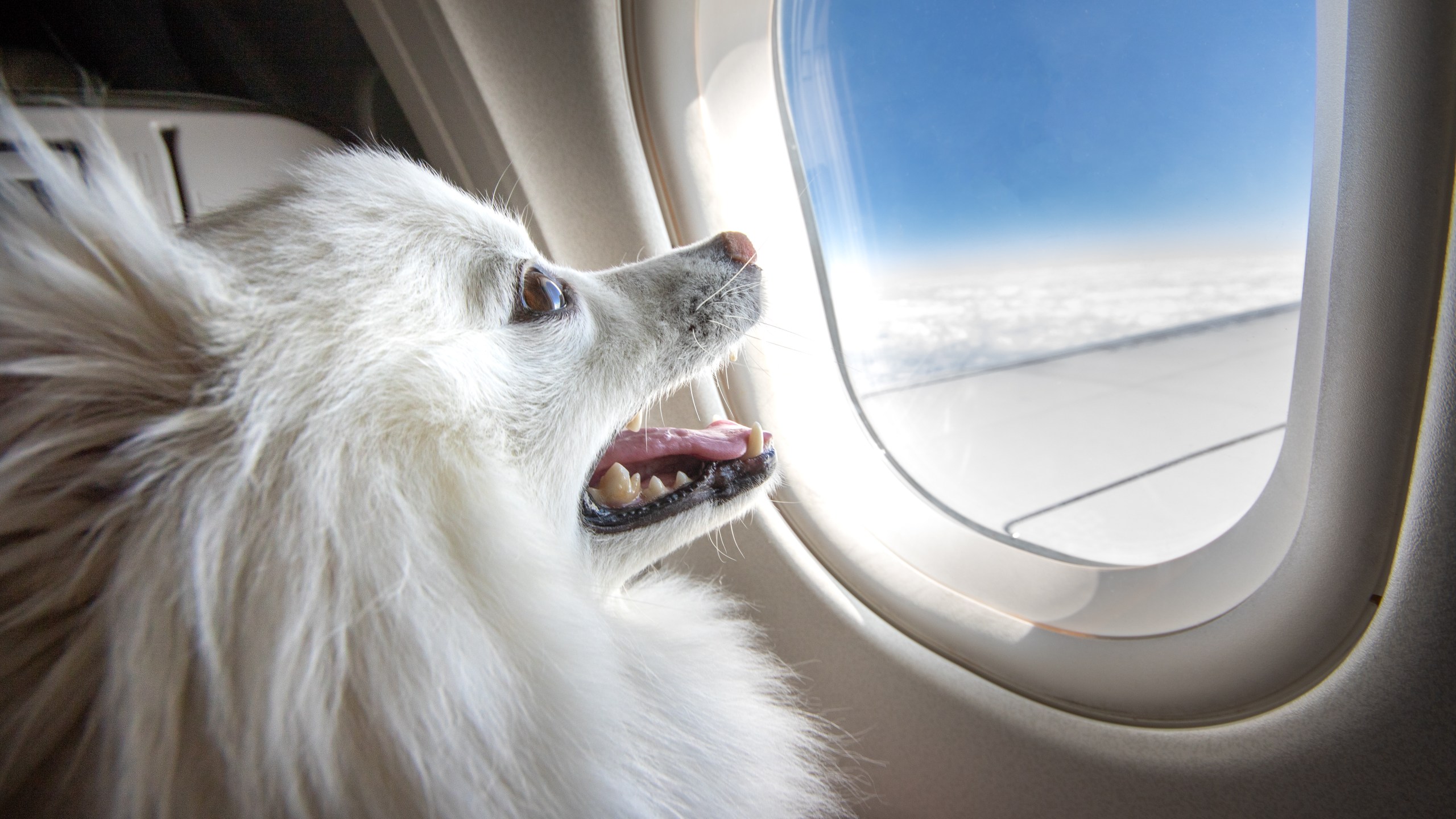 A smiling puppy looking out of an airplane window while in flight is shown in this generic file image from Getty Images.