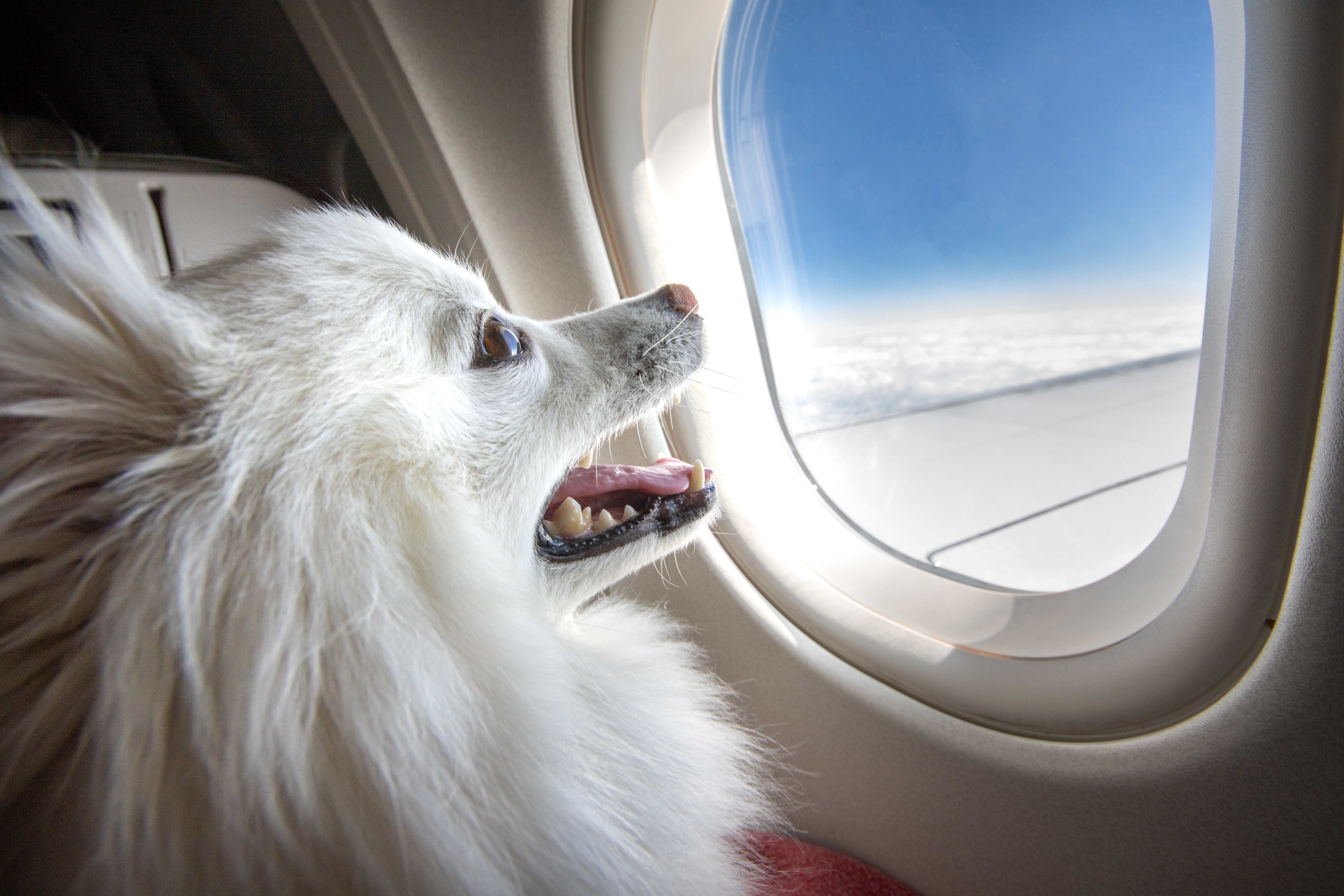 A smiling puppy looking out of an airplane window while in flight is shown in this generic file image from Getty Images.