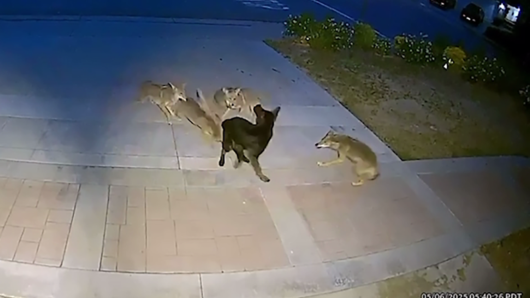 Video from a Ring security camera shows a brave labrador retriever fending off a pack of coyotes in front of a home in Brea on May 6, 2025. (Steve Shatynski)