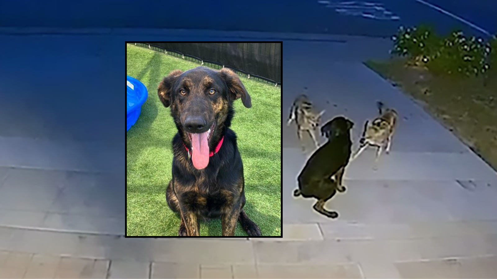 A dog was seen on Ring security camera fending off a pack of coyotes in front of a home in Brea on May 6, 2025. (Steve Shatynski/OC Animal Care)