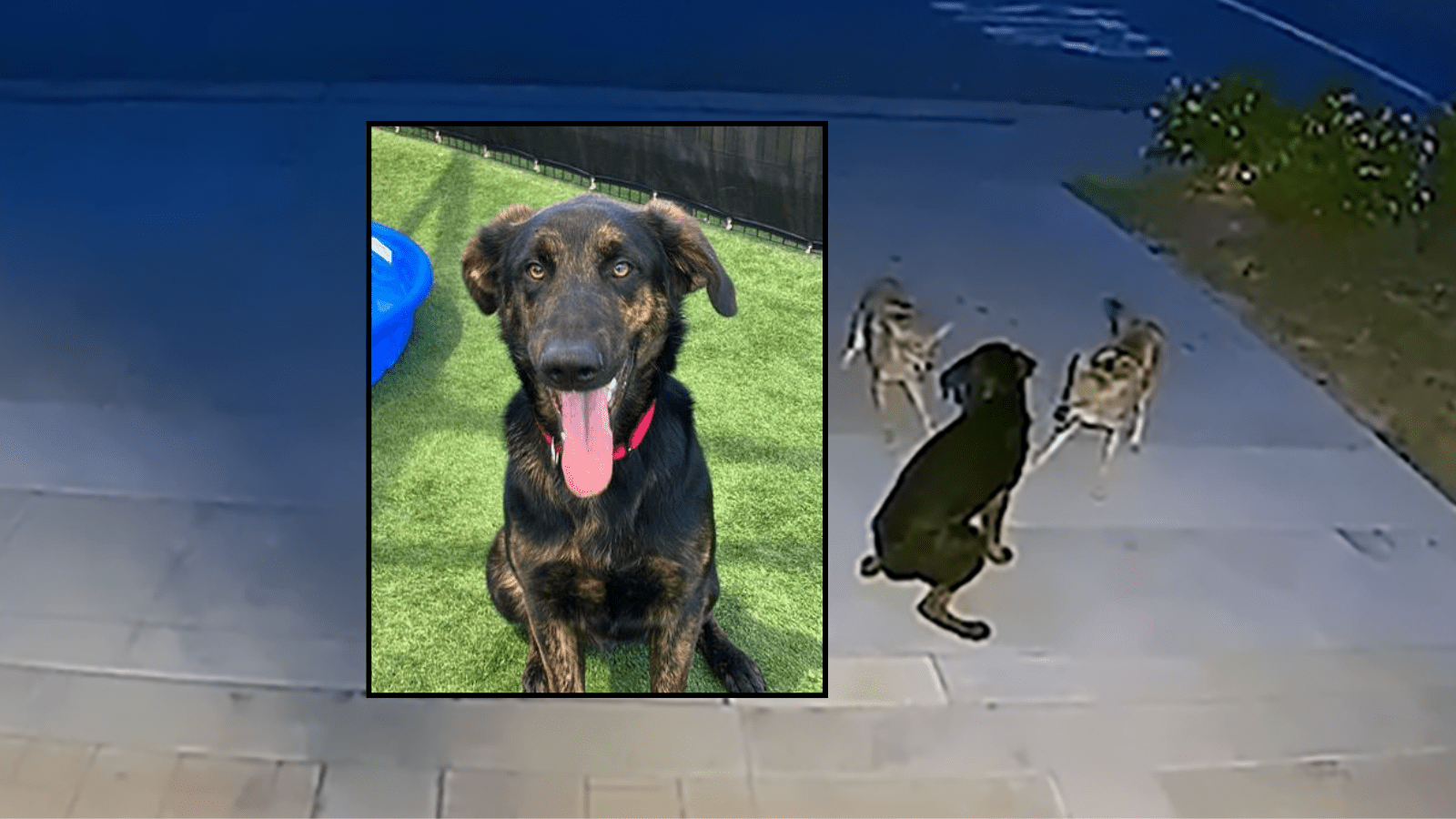 A dog was seen on Ring security camera fending off a pack of coyotes in front of a home in Brea on May 6, 2025. (Steve Shatynski/OC Animal Care)