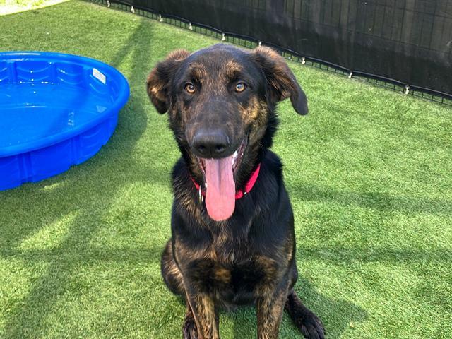 Duke, a 1-year-old shepherd mix who made national headlines after he fended off a pack of coyotes in Brea on May 6, 2025. Duke was available for adoption from OC Animal Care as of May 22, 2025. (OC Animal Care)