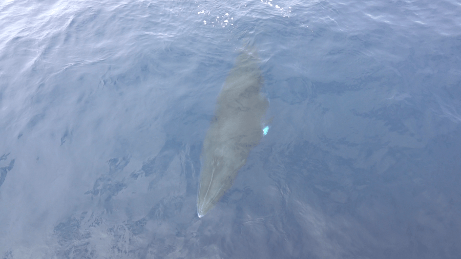 A Newport Beach whale watching tour had an encounter with two friendly minke whales, something the crew says is exceedingly rare. (Cecilia Mangrum/Davey’s Locker Whale Watching)