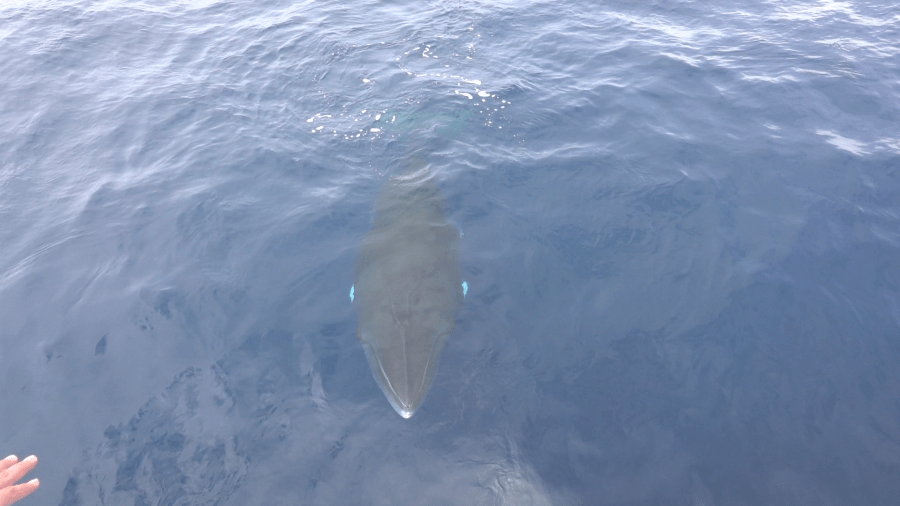 A Newport Beach whale watching tour had an encounter with two friendly minke whales, something the crew says is exceedingly rare. (Cecilia Mangrum/Davey’s Locker Whale Watching)