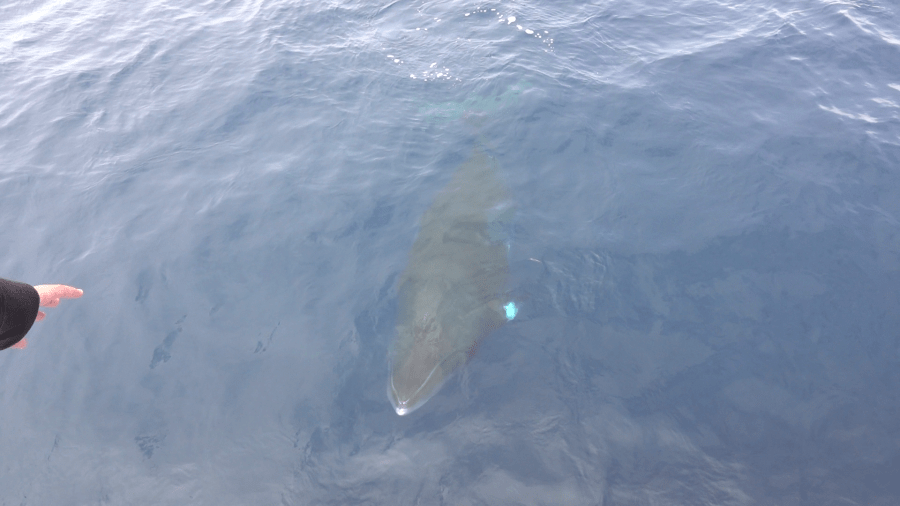 A Newport Beach whale watching tour had an encounter with two friendly minke whales, something the crew says is exceedingly rare. (Cecilia Mangrum/Davey’s Locker Whale Watching)