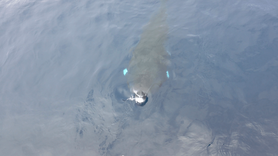 A Newport Beach whale watching tour had an encounter with two friendly minke whales, something the crew says is exceedingly rare. (Cecilia Mangrum/Davey’s Locker Whale Watching)