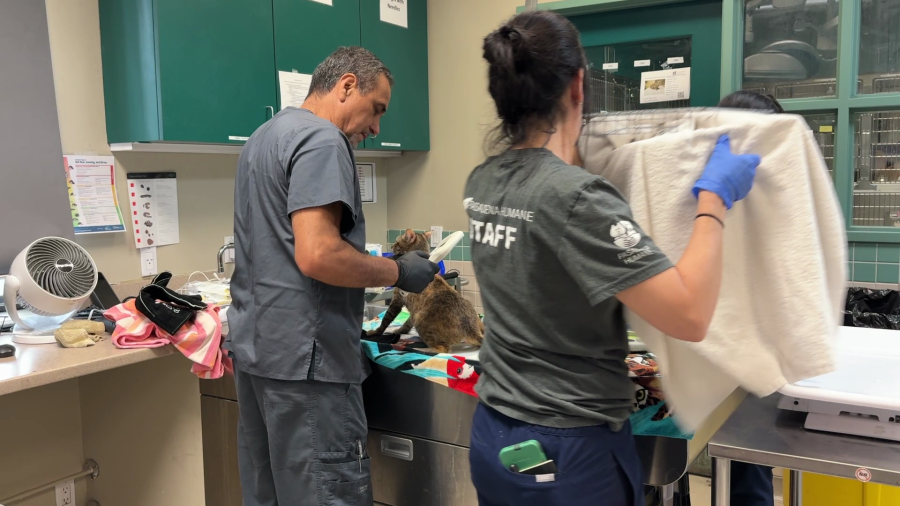 One of 19 adult cats found in the back of a stolen U-Haul receives medical attention from veterinarians at Pasadena Humane on June 20, 2025. (Pasadena Humane)