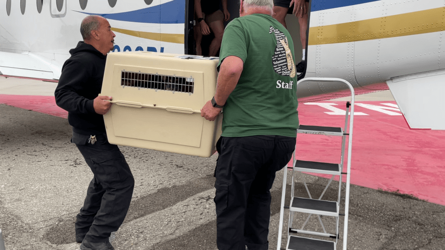 Dozens of pets in need of adoption were flown from Riverside County to other shelters across the country to help alleviate overcrowding at Southern California shelters. (Courtesy RCDAS)