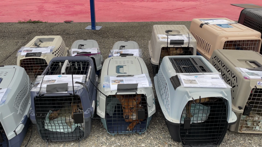 Dozens of pets in need of adoption were flown from Riverside County to other shelters across the country to help alleviate overcrowding at Southern California shelters. (Courtesy RCDAS)