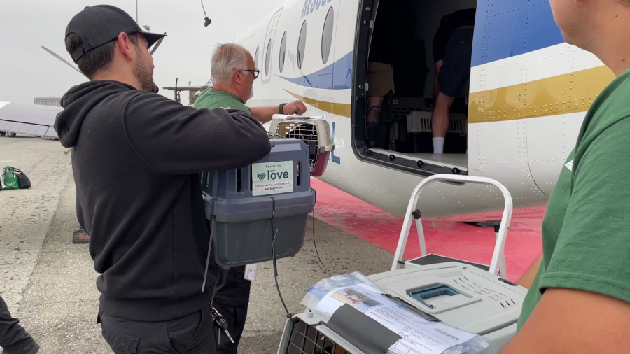 Dozens of pets in need of adoption were flown from Riverside County to other shelters across the country to help alleviate overcrowding at Southern California shelters. (Courtesy RCDAS)