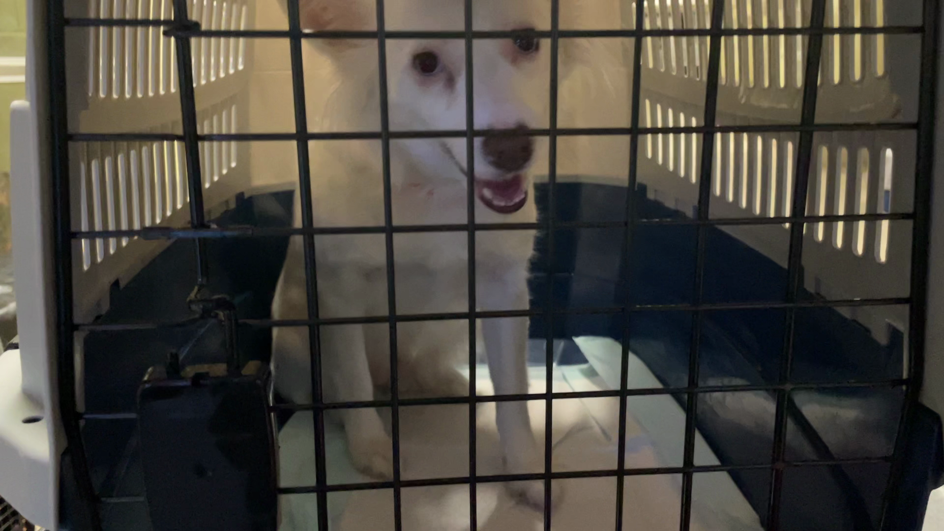 Dozens of pets in need of adoption were flown from Riverside County to other shelters across the country to help alleviate overcrowding at Southern California shelters. (Courtesy RCDAS)