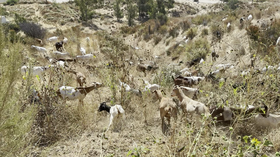 Hundreds of goats were deployed to the San Gabriel Mountains on the Yuhaaviatam reservation in June 2025 to graze and clear brush ahead of fire season. (Yuhaaviatam of San Manuel Nation)