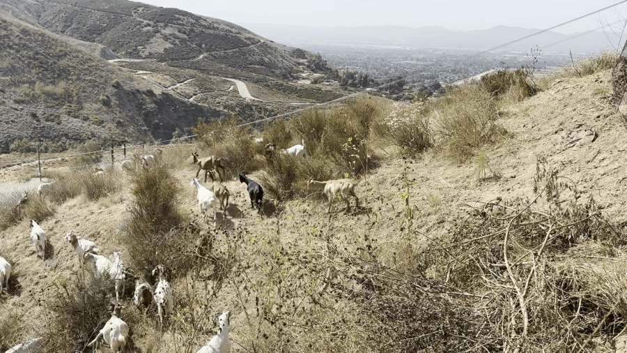 Hundreds of goats were deployed to the San Gabriel Mountains on the Yuhaaviatam reservation in June 2025 to graze and clear brush ahead of fire season. (Yuhaaviatam of San Manuel Nation )