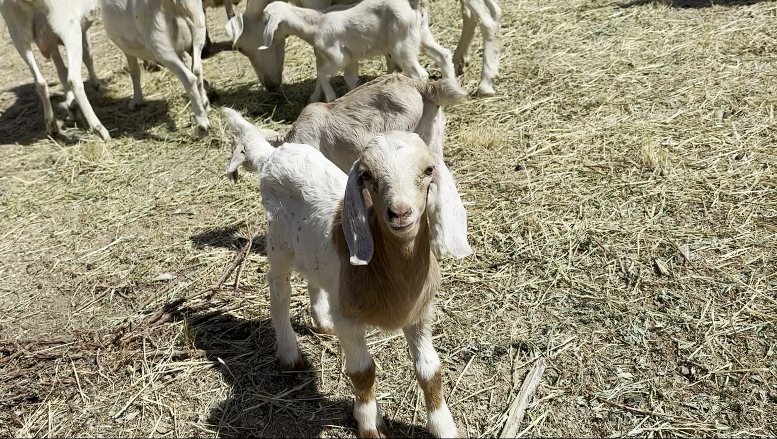Hundreds of goats were deployed to the San Bernardino Mountains on the Yuhaaviatam reservation in June 2025 to graze and clear brush ahead of fire season. (Yuhaaviatam of San Manuel Nation)