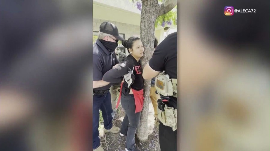 A street food vendor clings onto a tree before she was detained by immigration agents in Ladera Heights on June 23, 2025. Bystanders were yelling at the agents to identify themselves.  (@aleca72)