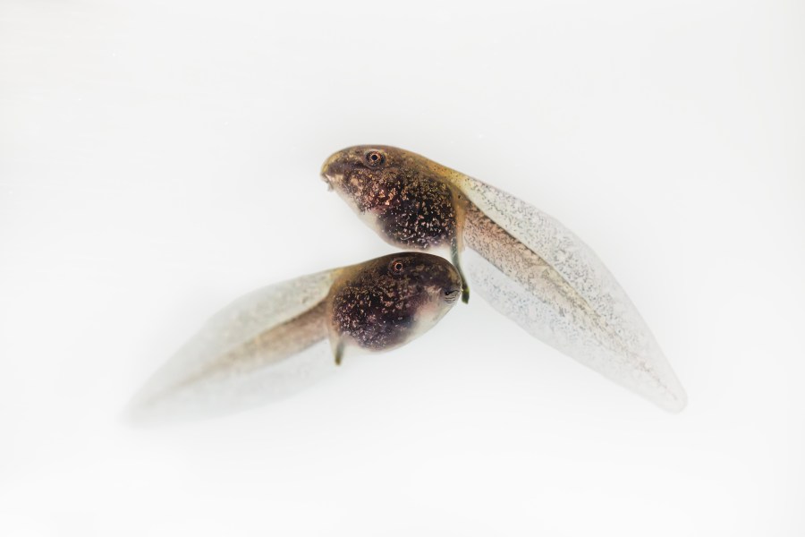 Close-up imagery of endangered red-legged frog tadpoles provided by the Aquarium of the Pacific.