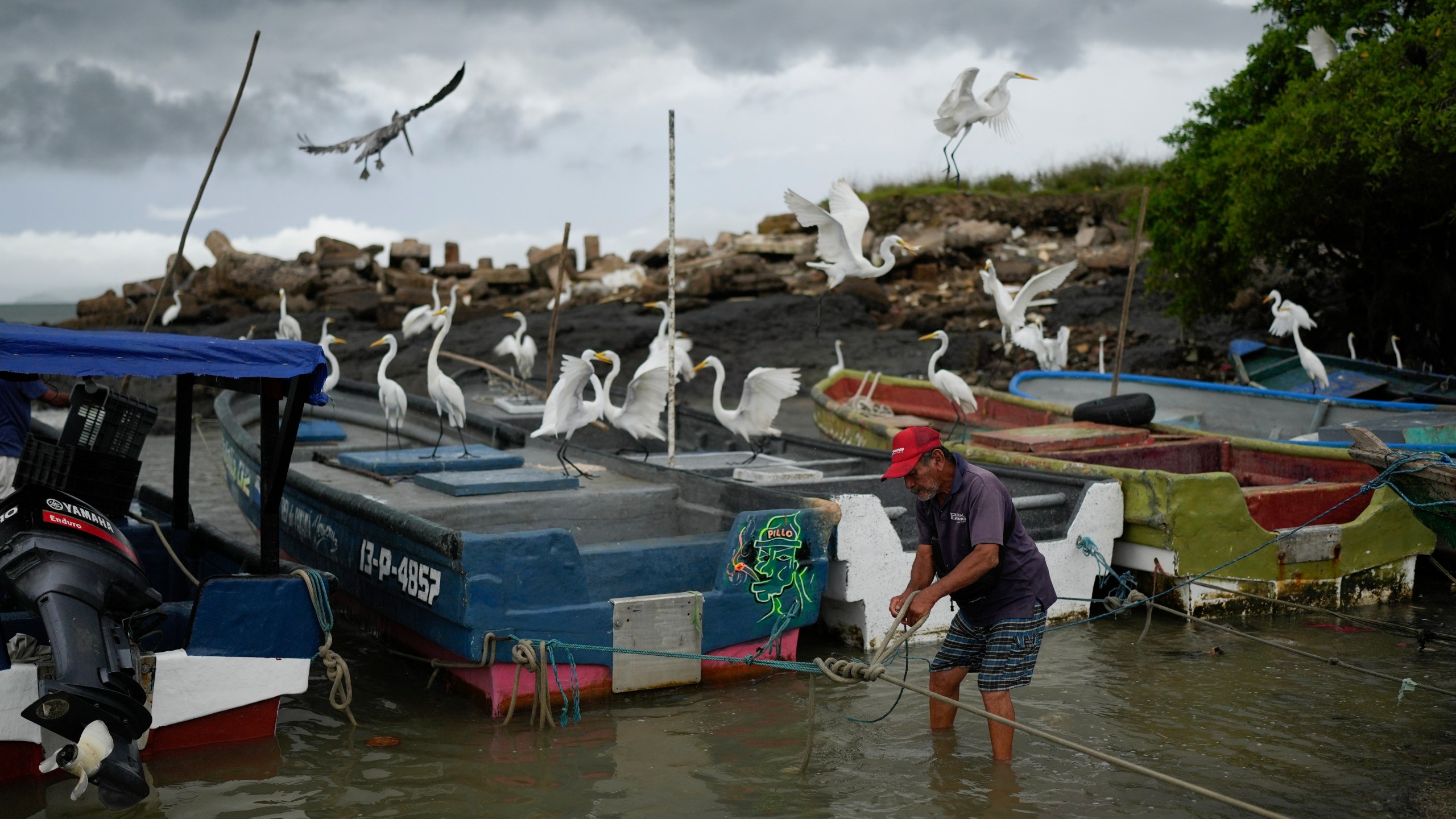 A fisherman ties his boat near the shore in Veracruz, Panama, Wednesday, July 30, 2025, as a precaution due to a tsunami warning after an earthquake struck off the coast of Russia. (AP Photo/Matias Delacroix)
