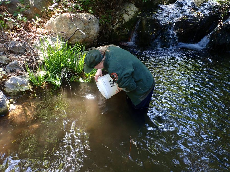 Biologists release hundreds of endangered frog tadpoles in the Santa Monica Mountain range streams in July 2025. (National Park Service)