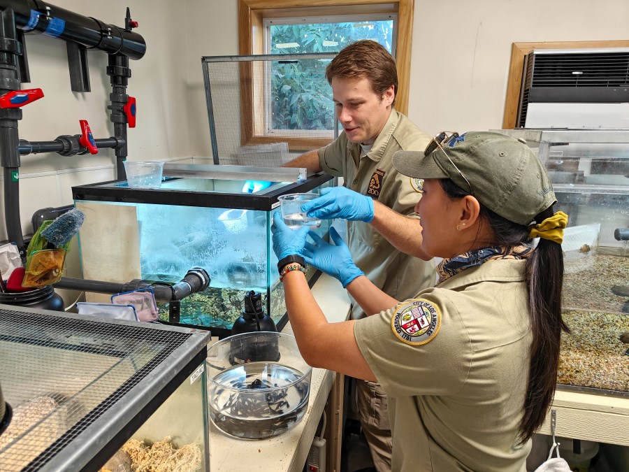 L.A. Zoo animal keepers Luc M. and Suzie H. safely pack southern mountain yellow-legged frog tadpoles for release into the San Gabriel Mountains_photo courtesy of L.A. Zoo