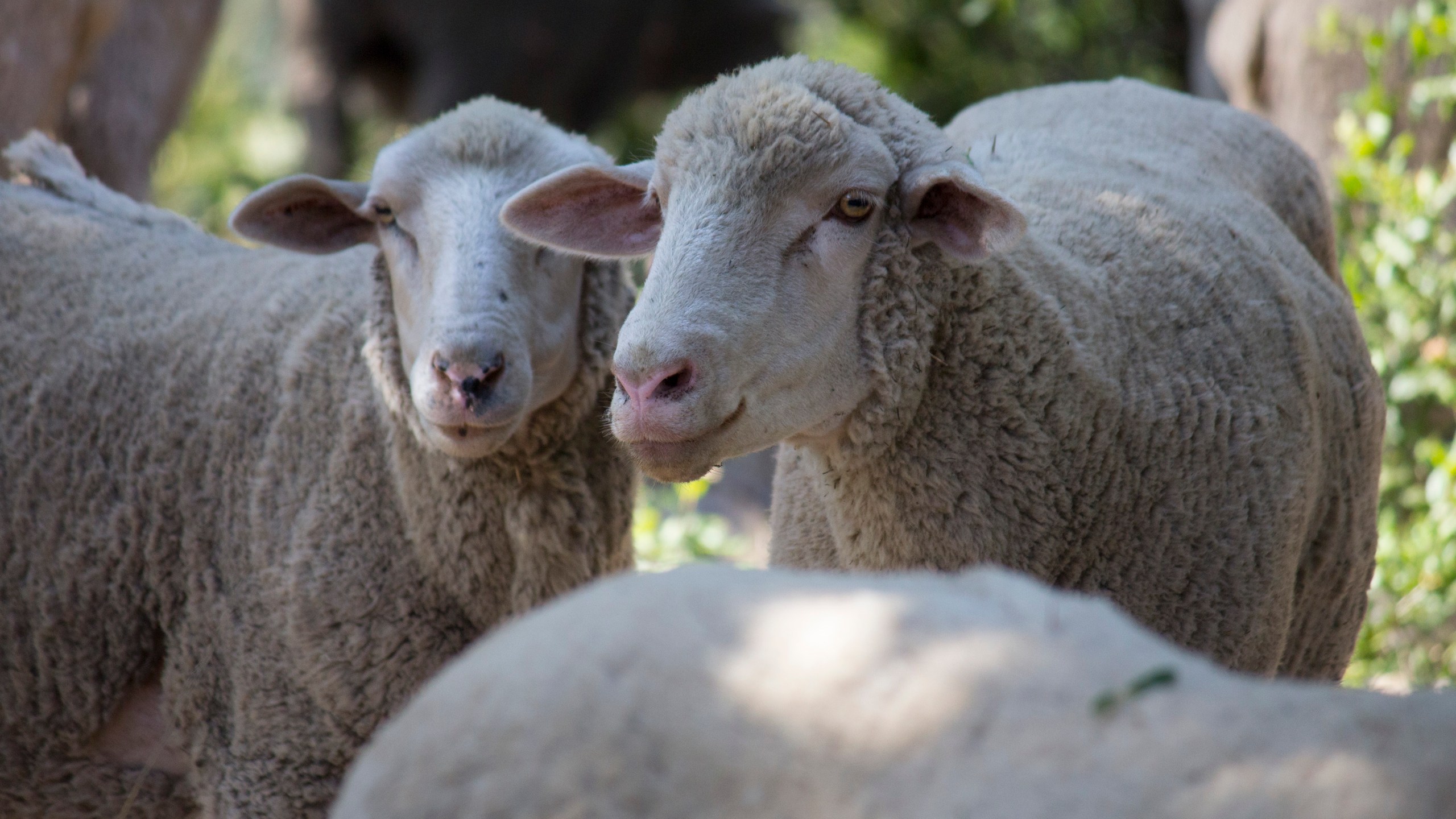 Sheep graze on vegetation at Westmont College in Santa Barbara County July 2025. (Westmont College)