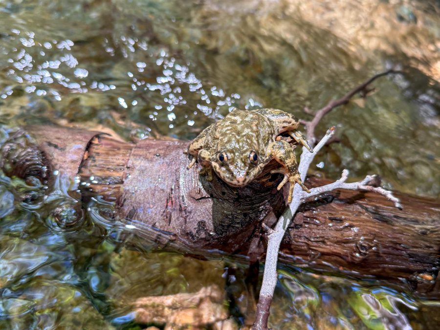 Sub-adult southern mountain yellow-legged frog at release site in San Gabriel Mountains. (L.A. Zoo)