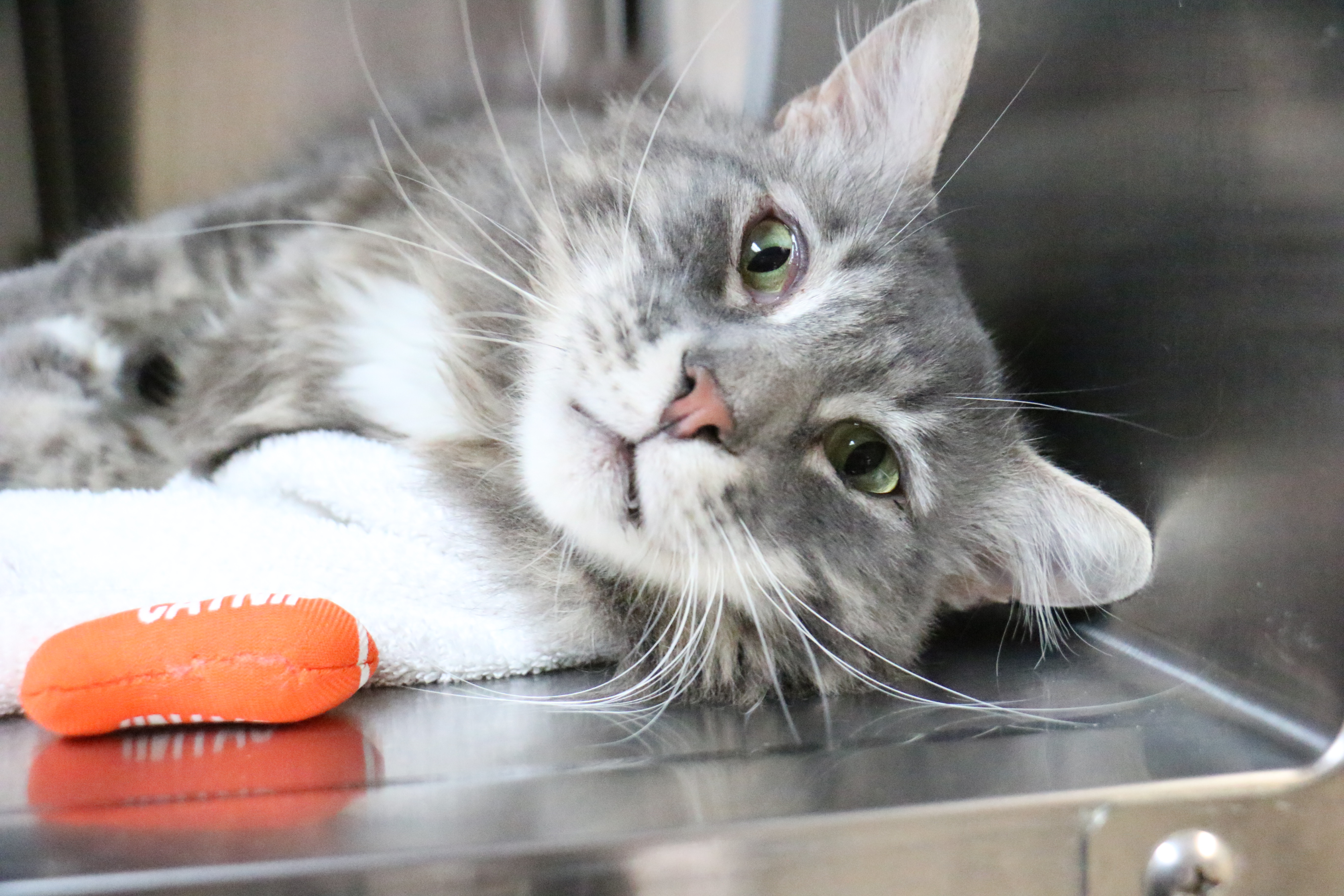 Art, a 7-year-old gray tabby cat that was returned to Pasadena Humane after its previous owner called him too needy. (Pasadena Humane)