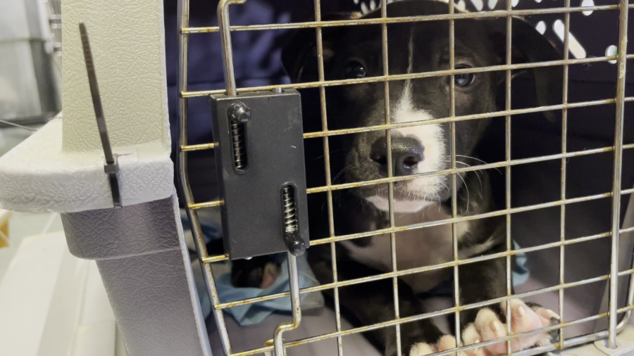 A dog in a kennel prepares for its flight to Washington State as part of a relocation effort to ease overcrowding in Riverside County on July 27, 2025. (Riverside County Department of Animal Services)