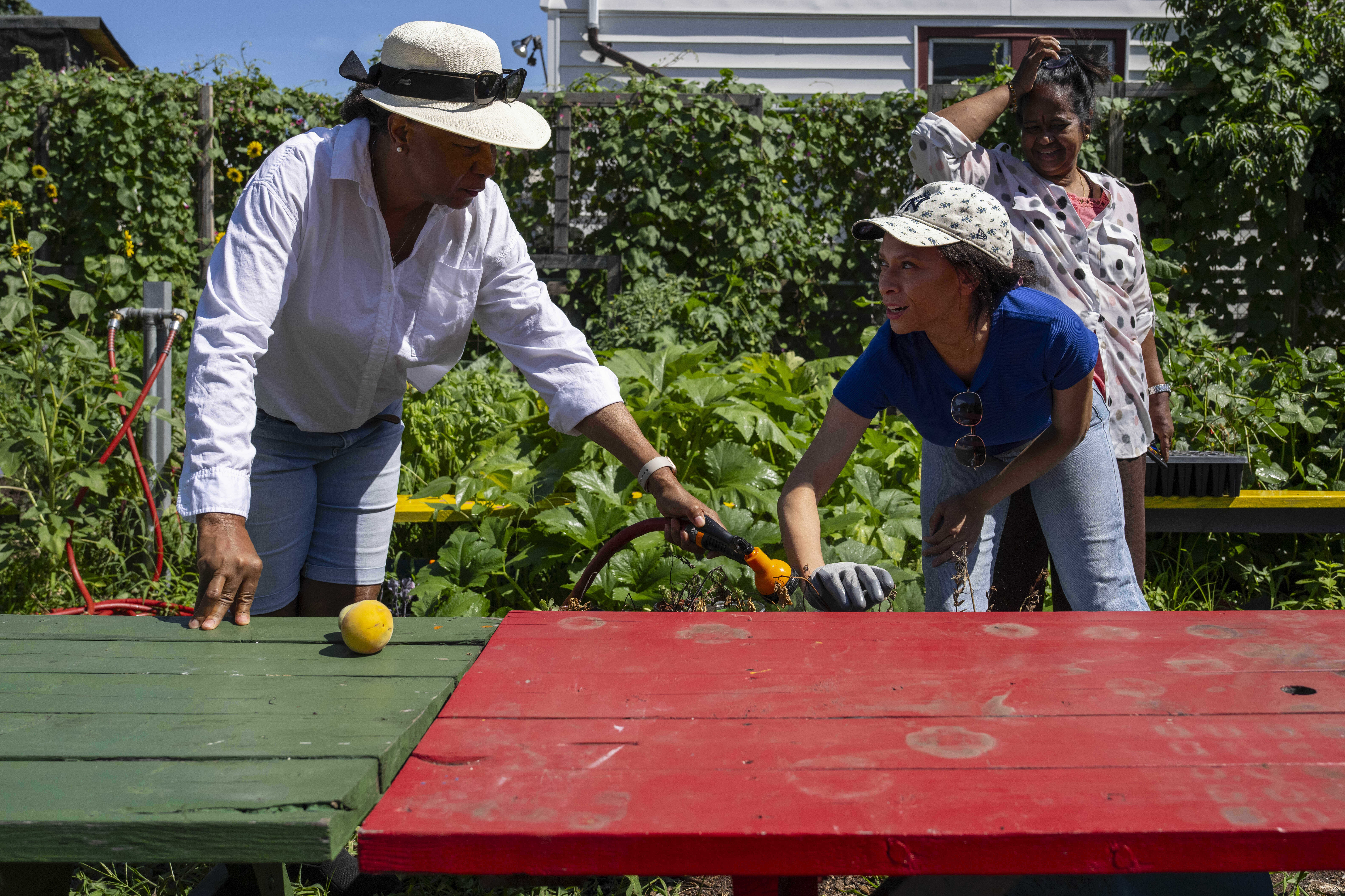 Fany White, right, and Hazel White, family of Alicia White, who is the president and founder of the Project Petals, work at Paradise Community Garden, Friday, Aug. 8, 2025, in Inwood, N.Y. (AP Photo/Yuki Iwamura)