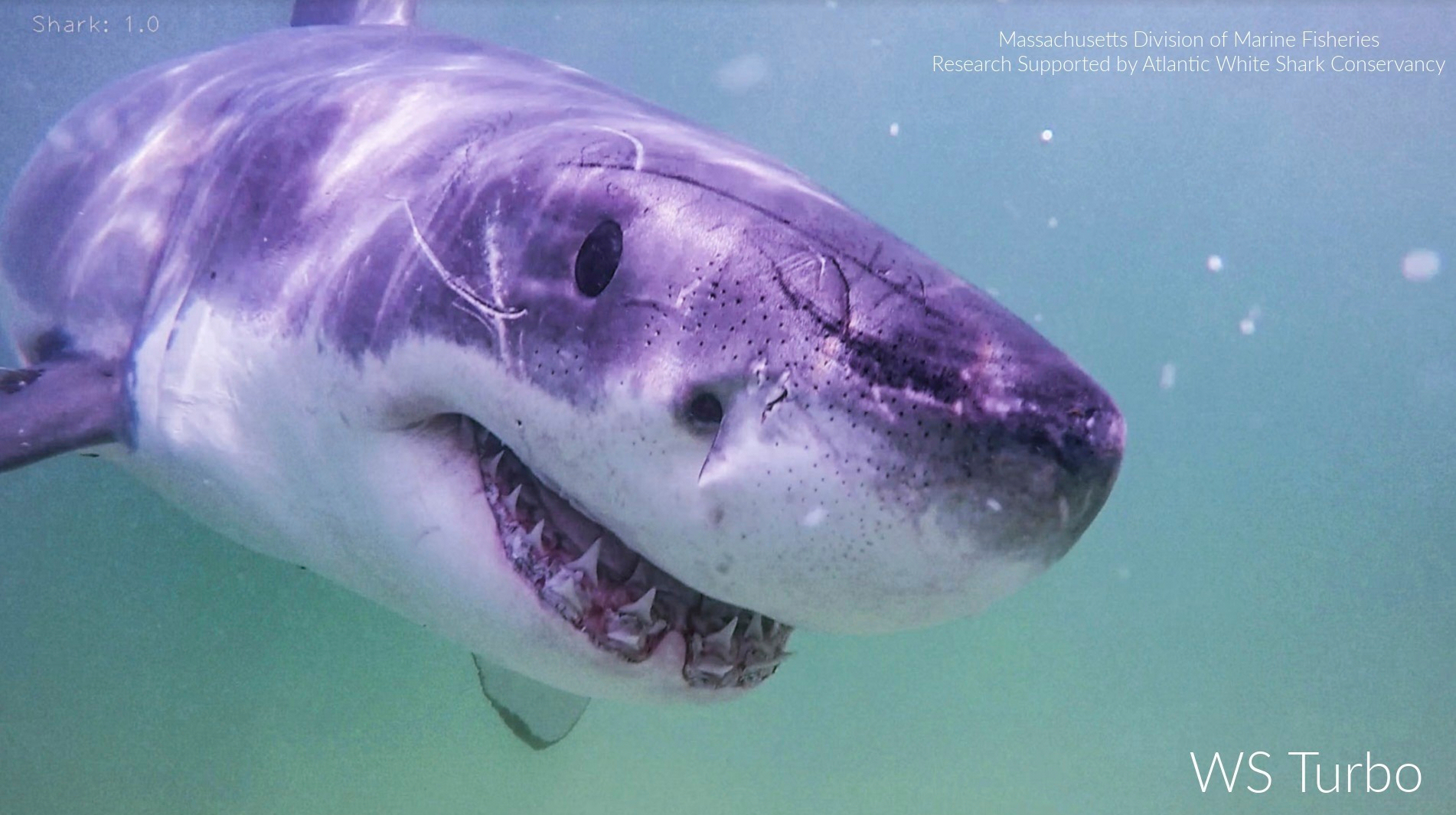 This undated image provided by the Atlantic White Shark Conservancy and Massachusetts Division of Marine Fisheries shows a great white shark named Turbo. (Atlantic White Shark Conservancy and Massachusetts Division of Marine Fisheries via AP)