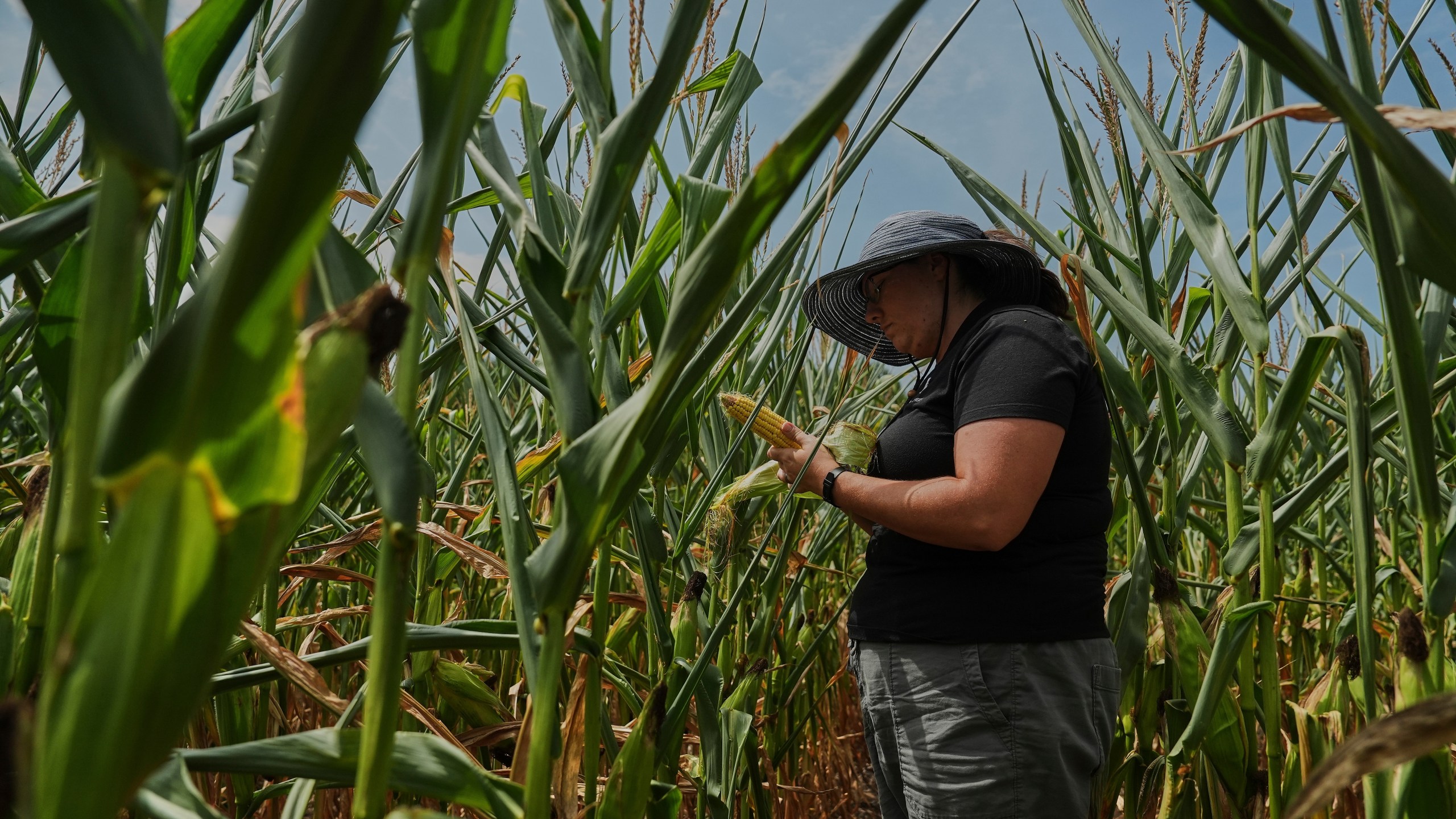 Nicolle Ritchie, an extension agent with Michigan State University, inspects an ear of corn for pollination issues Monday, Aug. 18, 2025, in Paw Paw, Mich. (AP Photo/Joshua A. Bickel)