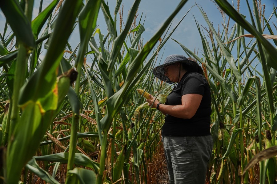 Nicolle Ritchie, an extension agent with Michigan State University, inspects an ear of corn for pollination issues Monday, Aug. 18, 2025, in Paw Paw, Mich. (AP Photo/Joshua A. Bickel)