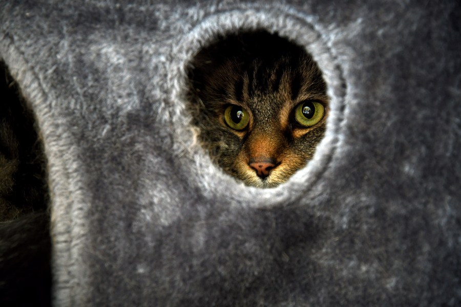Student Molly Cheer's pet comfort cat, Louie, peers out of his shelter in her dorm room at the University of Northern Colorado in Greeley, Colo., on Monday, Aug. 25, 2025. (AP Photo/Thomas Peipert)