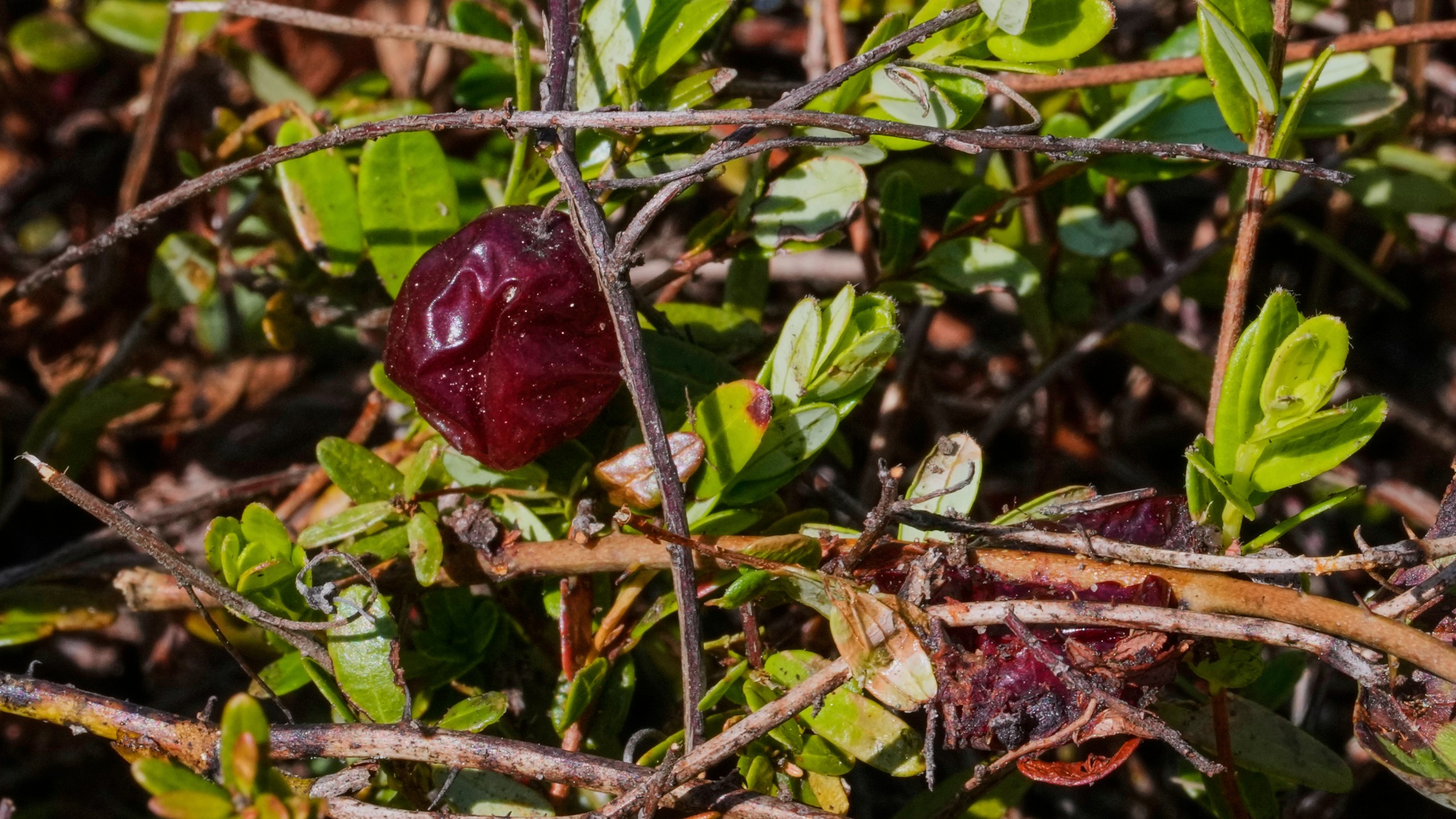 A cranberry from a past season rests on the vine on a bog in the process of being restored to a natural habitat at the South Meadow Bogs, Thursday, Aug. 7, 2025, in Carver, Mass. (AP Photo/Charles Krupa)