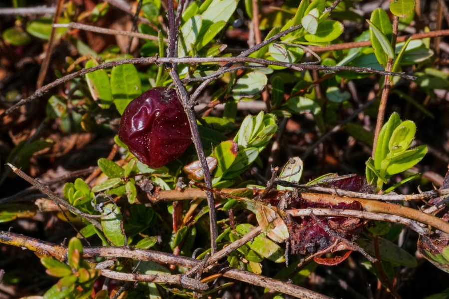 A cranberry from a past season rests on the vine on a bog in the process of being restored to a natural habitat at the South Meadow Bogs, Thursday, Aug. 7, 2025, in Carver, Mass. (AP Photo/Charles Krupa)