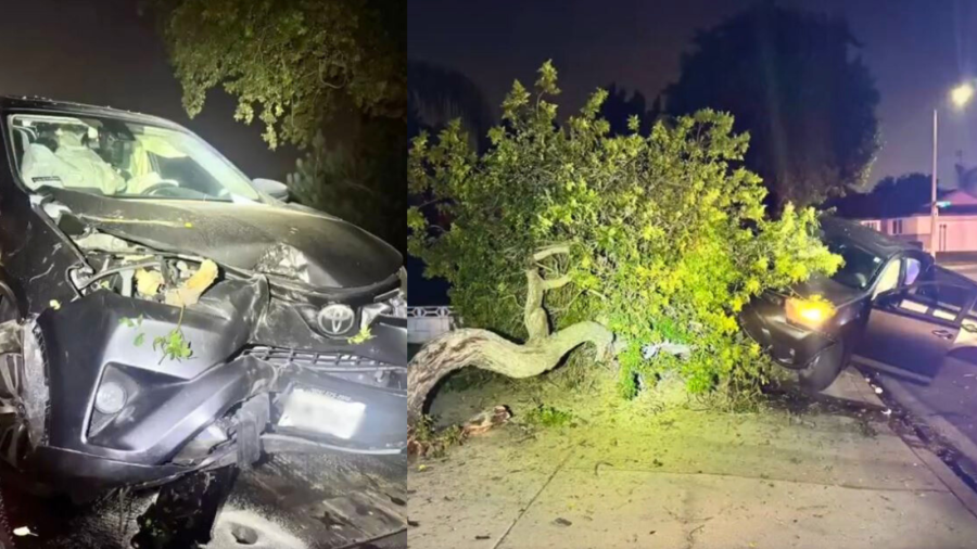A woman was arrested for suspected DUI after she crashed into a large tree outside a home in an Upland neighborhood on Aug,. 13, 2025. (Upland Police Department)