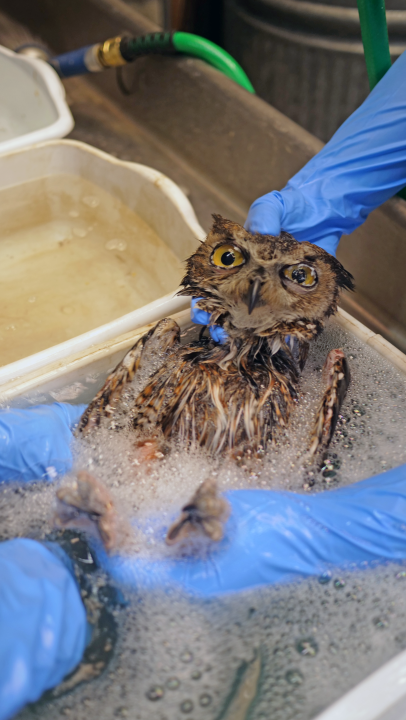 Great horned owl in glue trap