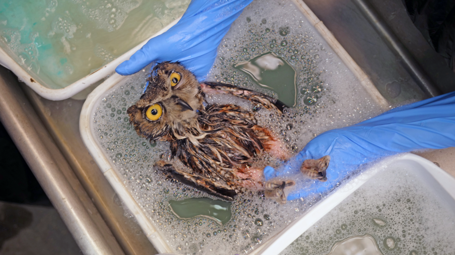Great horned owl in glue trap