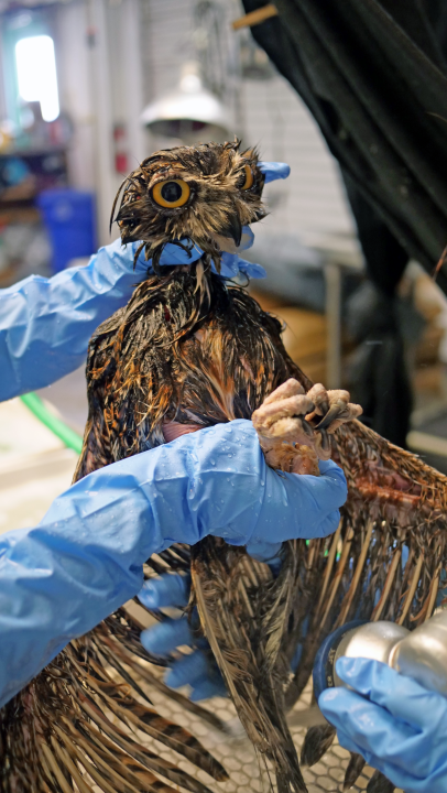 Great horned owl in glue trap