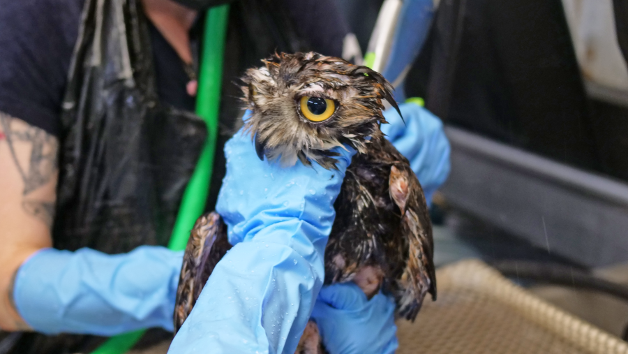 Great horned owl in glue trap