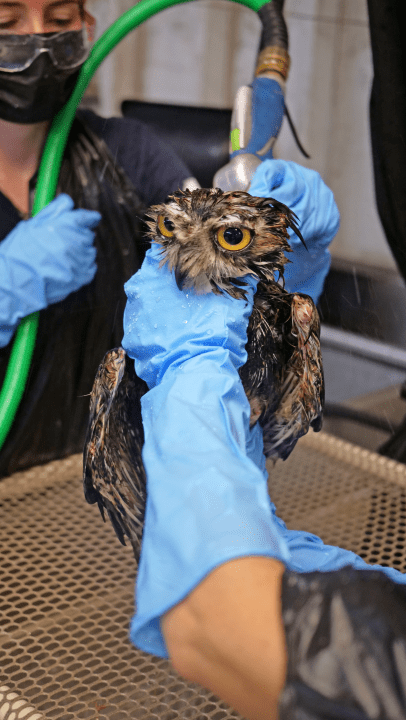 Great horned owl in glue trap