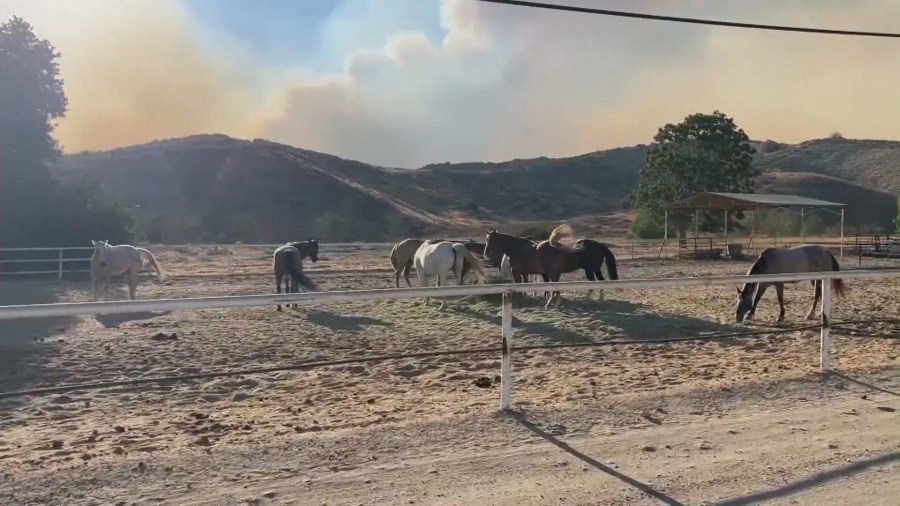 Evacuation orders were issued near Piru in Ventura County due to a fast-moving brush fire on Aug. 7, 2025. (KTLA)