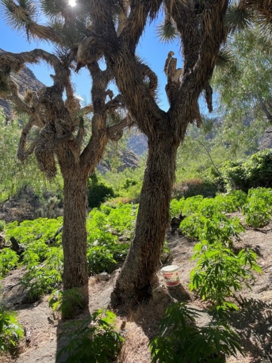Illegal cannabis grow site 